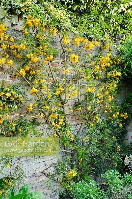 Sophora microphylla trained on a wall - Clare College Fellows' Garden, Cambridge.