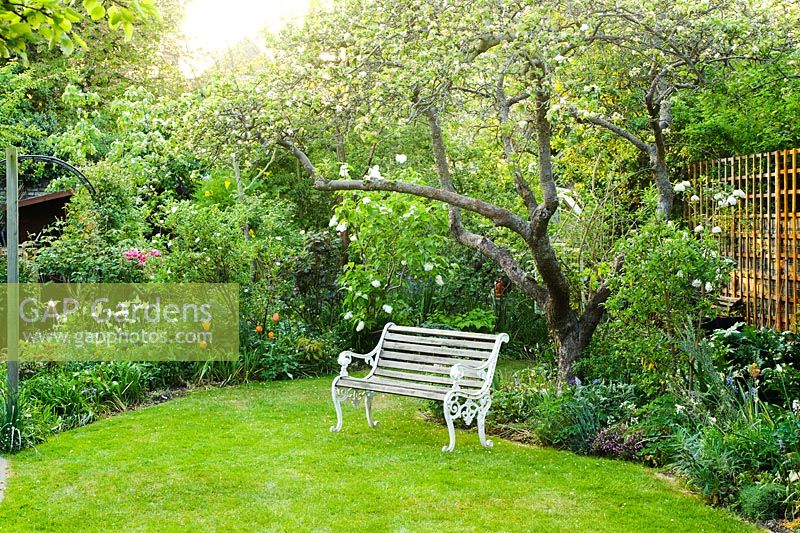 A corner of garden with lawn, ancient Apple tree with wooden prop, garden seat and intensively planted borders and beds - Meredith Lloyd-Evans, Barnabas Road, Cambridge. 
 