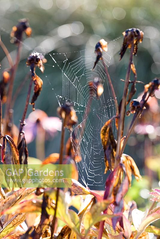 Peony seedheads with spiders webs - October
