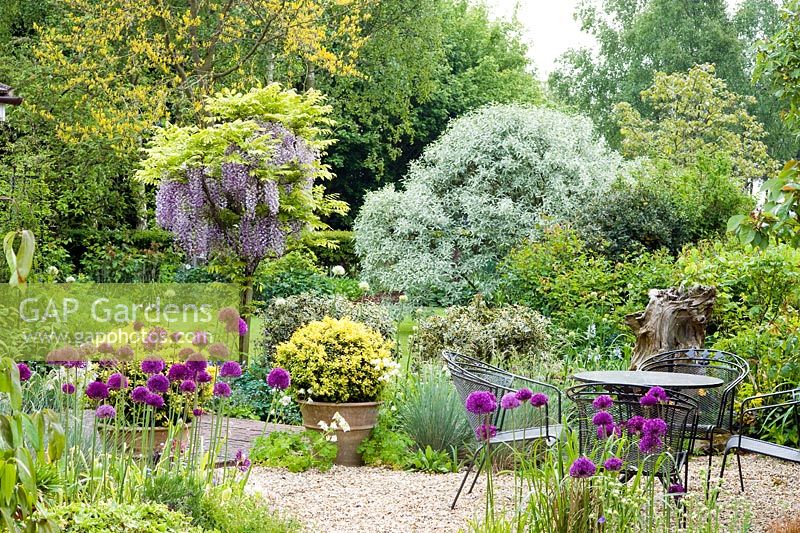 Seating area with gravel. Wisteria and Allium 'Purple Sensation' in borders - Wickets, Essex NGS
