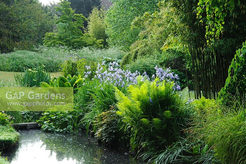 Waterside plants including Matteucia struthiopteris, Iris sibirica, Astilbe, Lysichiton and Caltha - The University of Cambridge, Botanic Gardens