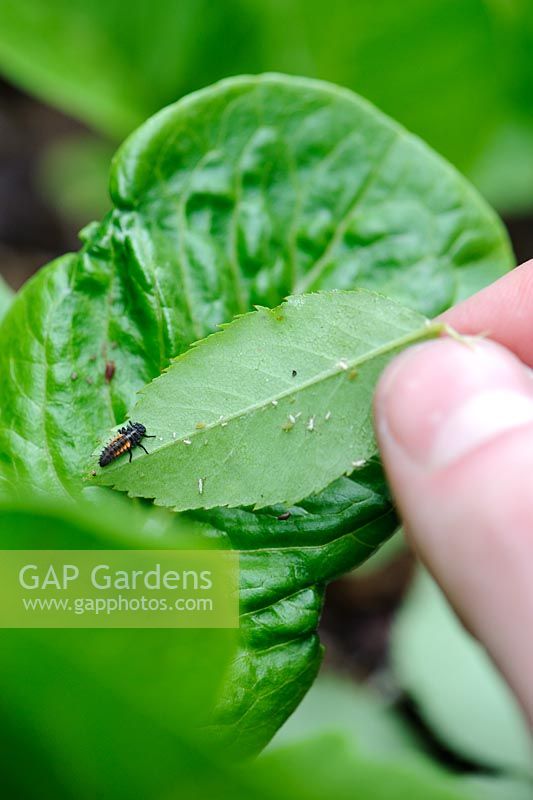 Biological control - Transferring ladybird larva from rose leaf onto lettuce infested with aphids