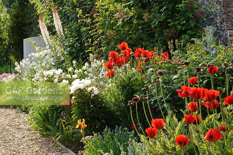 Herbaceous border in walled garden with Paeonia, Iris, Hesperis matronalis var. albiflora, Eremurus himalaicus and Papaver orientale var. bracteatum - Madingley Hall, Cambridge