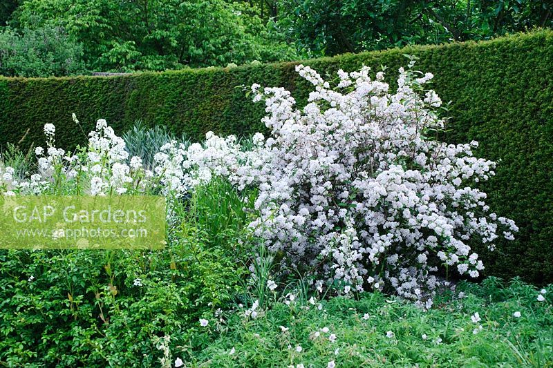 Deutzia x elegantissima, Hesperis matronalis var. albiflora backed by clipped Yew hedge - Madingley Hall, Cambridge