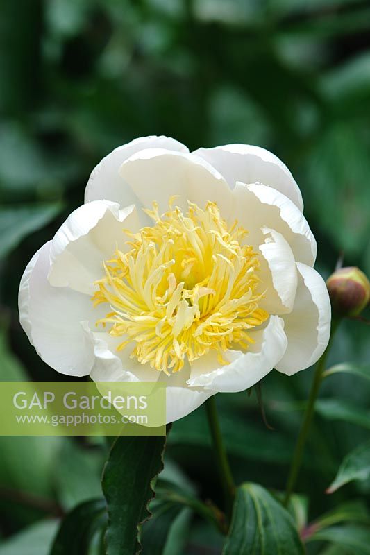 Paeonia lactiflora 'Lotus Queen'