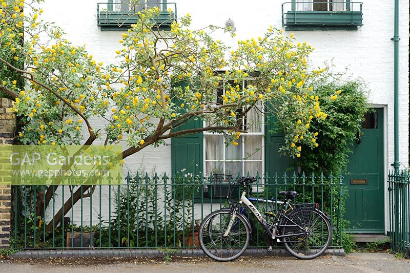 Argyrocytisus battandieri trained on wall of Victorian house with railings and dark green paintwork - Warkworth Street, Cambridge