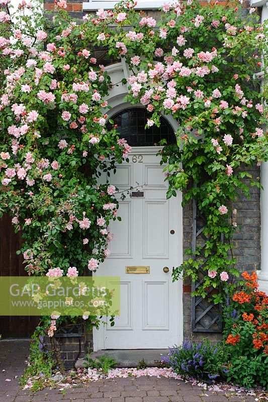 Rosa 'Albertine' growing around front door of Victorian house, St Barnabas Road, Cambridge