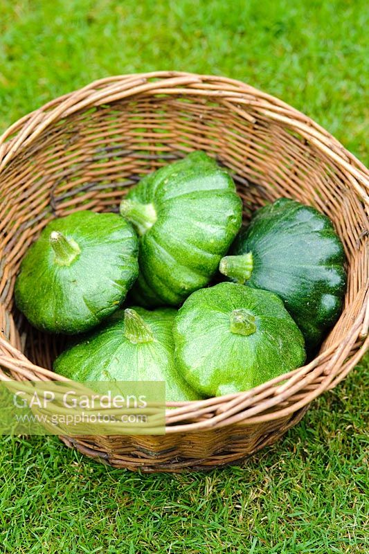 Courgettes 'Starship F1'