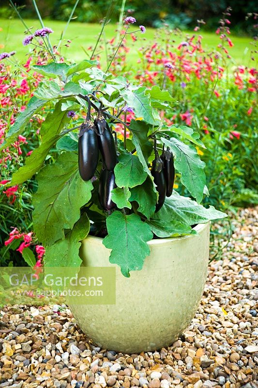 Aubergines growing in patio container