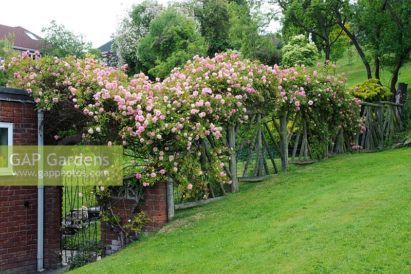 Rosa 'Paul Noel' trained over rustic fence