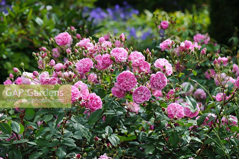 Rosa 'Harlow Carr' - The Rose Garden, Benthall Hall, Shropshire