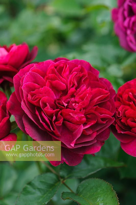 Rosa 'Darcey Bussell'
