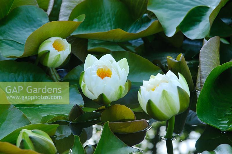 Nymphaea - White waterlilies in pond at Town Place Garden, Sussex.