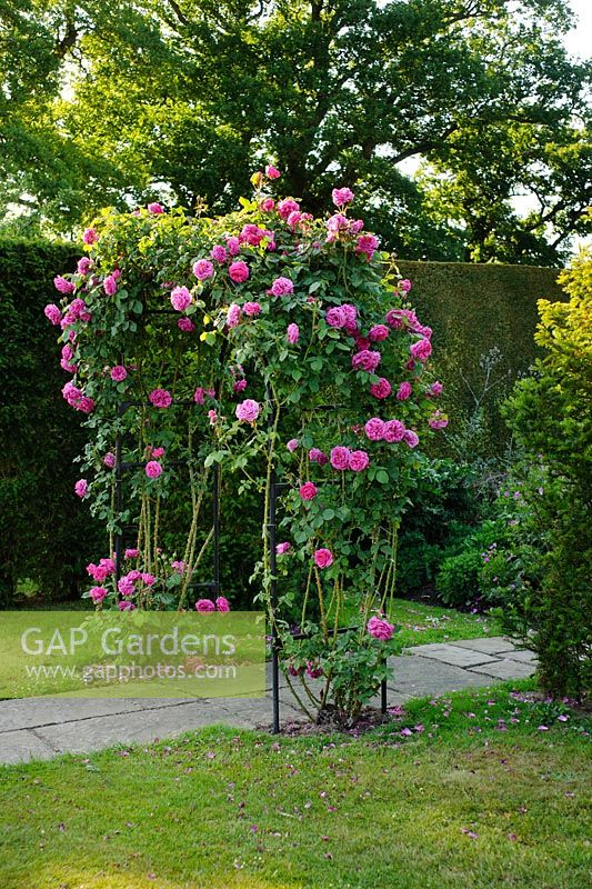 Rosa 'Wenlock' trained over arch. The  English Rose Garden, Town Place Garden, Sussex