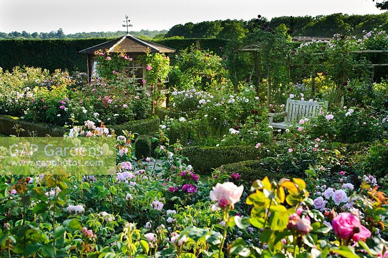 The  English Rose Garden, Town Place Garden, Sussex