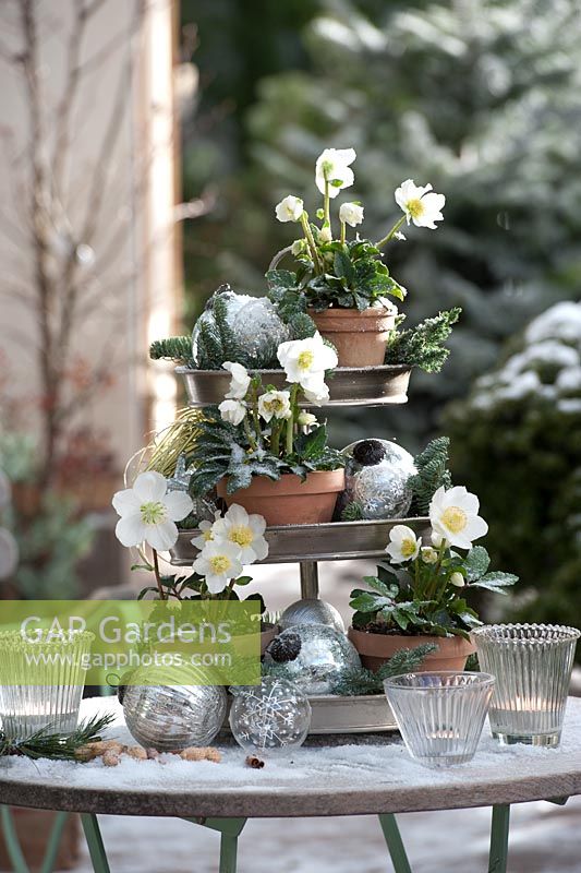 Metal stand with Helleborus niger 'Josef Lemper', silver balls and branches of Abies 