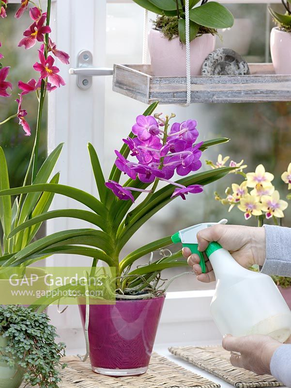 Watering orchids - Phalaenopsis and Cambria