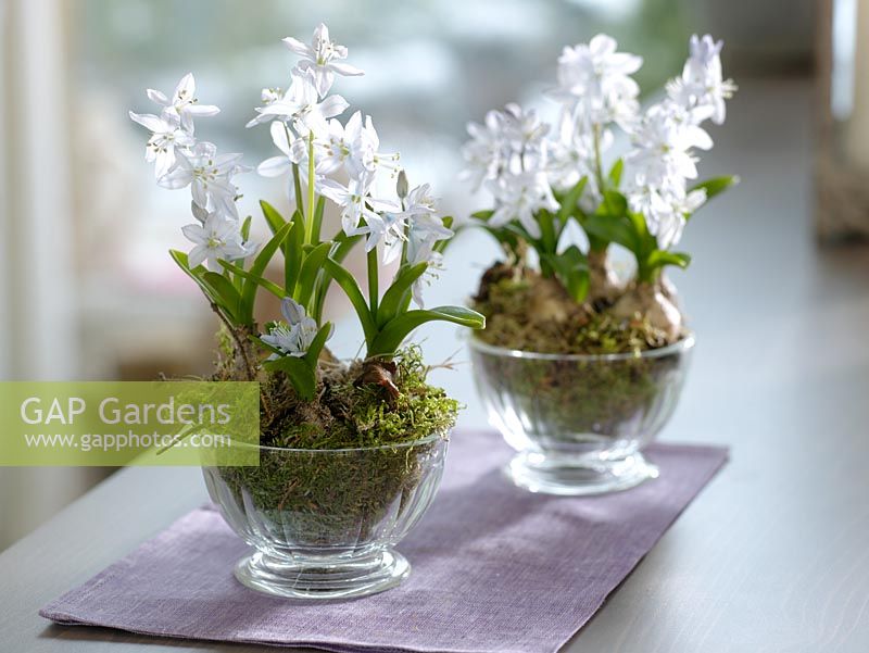 Puschkinia scilloides planted in glass bowls