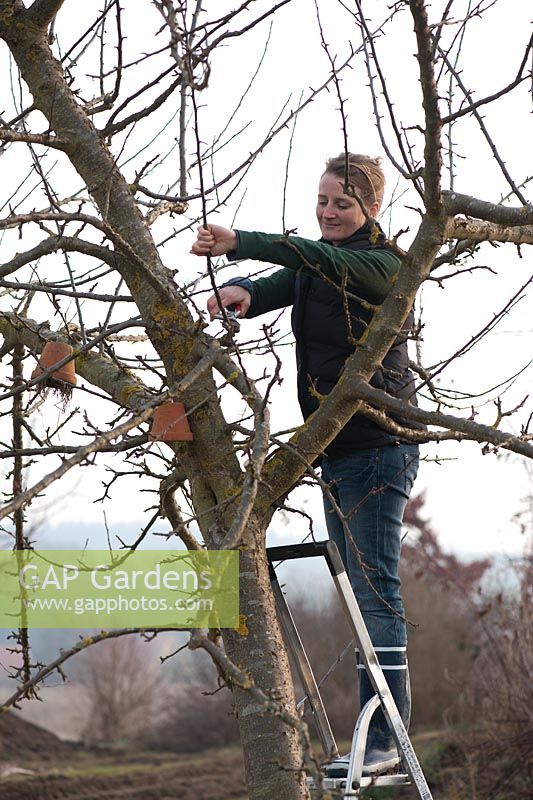 Woman pruning an apple tree