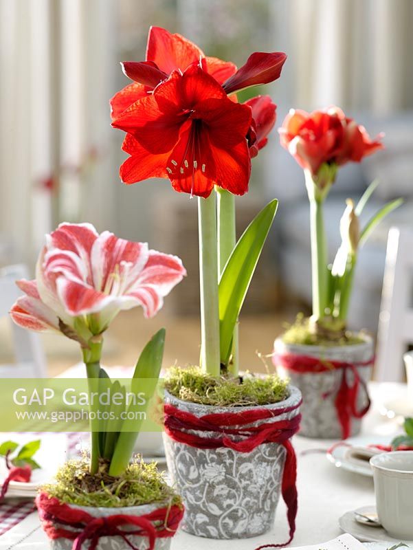 Hippeastrum 'Royal Red' and 'Flaming Striped' as Christmas centrepiece displays