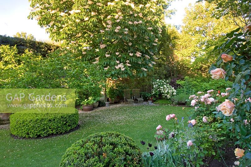 Formal style Mediterranean garden with low box hedge surrounding Citrus tree, Aesculus and Rosa 'Phyllis Bide' - Madrid, Spain