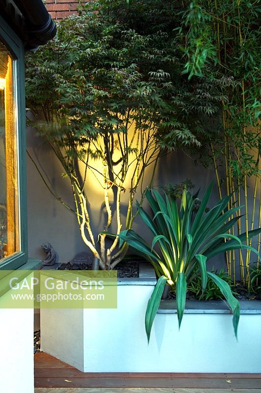 Small urban garden with low retaining wall, Acer and bamboo - London