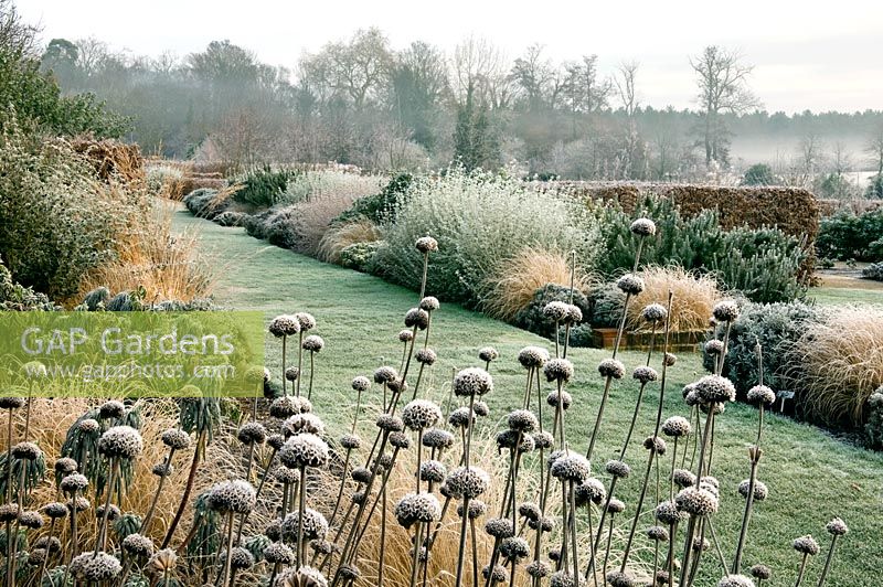 Phlomis seedheads, grasses and Rosmarinus in the Long Border - The Thomas Phillips Price Trust, Marks Hall Estate, Coggeshall