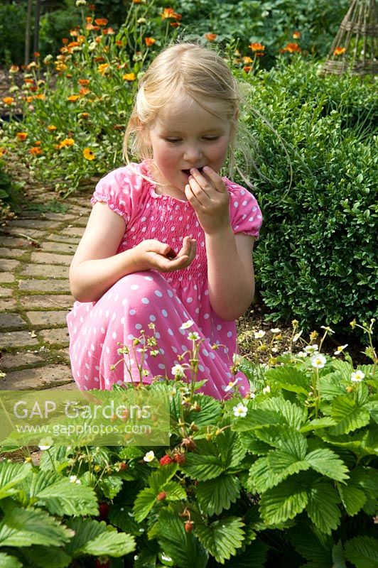 Young girl picking and eating strawberries
