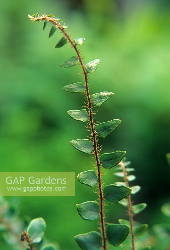 Pellaea rotundifolia - Button fern 