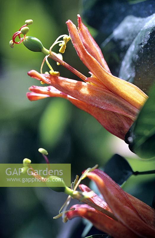 Passiflora aurantia - Passion flower