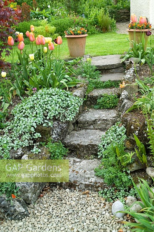 Stone steps leading up to lawn and spring flowering borders - Summerdale House and Garden, Cumbria
