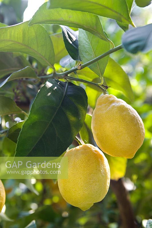 Citrus meyeri - Meyers Lemons growing on the branch