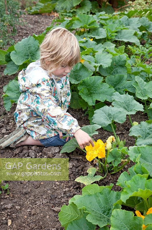 Child pointing to bugs on Squash flowers