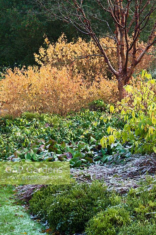 Acer griseum, Cornus sanguinea 'Midwinter Fire', Hedera colchica 'Sulphur Heart', Bergenia and Cotoneaster horizontalis - The winter garden at Cambridge University Botanic Gardens 