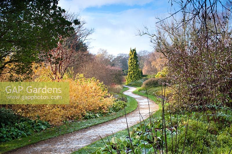 Acer griseum, Cornus sanguinea 'Midwinter Fire' and Viburnum farreri - The winter garden at Cambridge University Botanic Gardens