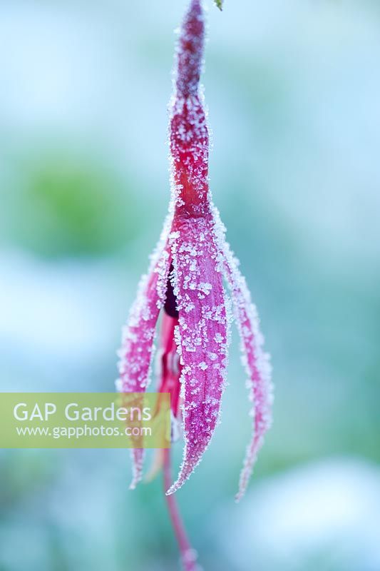 Fuchsia magellanica with frost