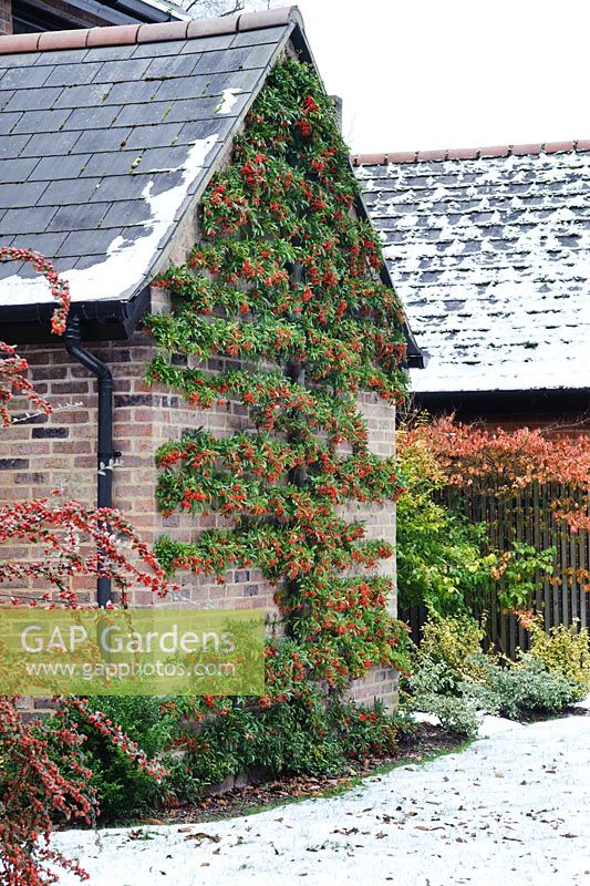 Pyracantha trained as an espalier on a gable house wall