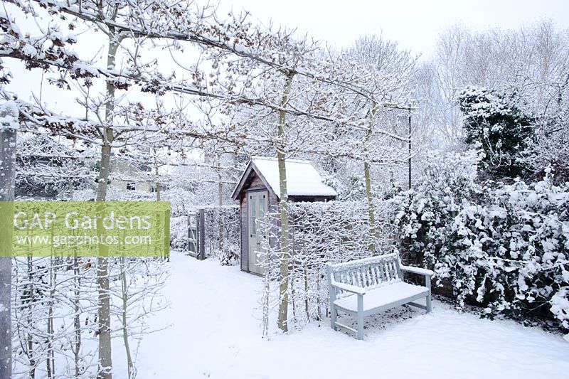 Formal town garden with first snow. Summerhouse, pleached field maples and bench - Cambridge