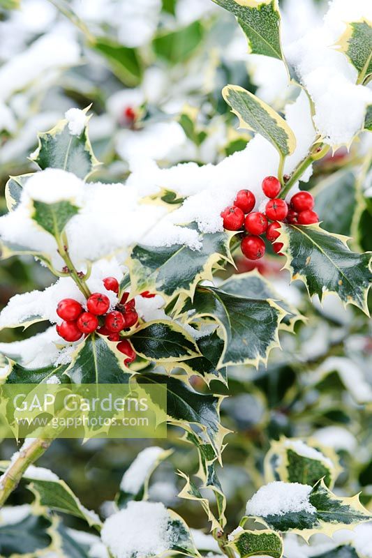 Ilex aquifolium - Variegated holly berries with snow