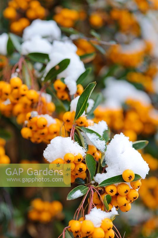 Pyracantha with snow