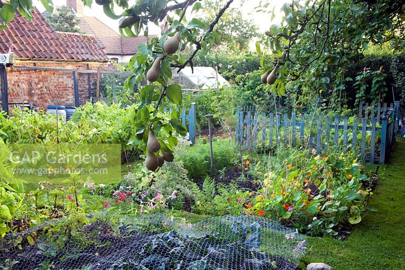 The vegetable garden - The Cottage Smallholder