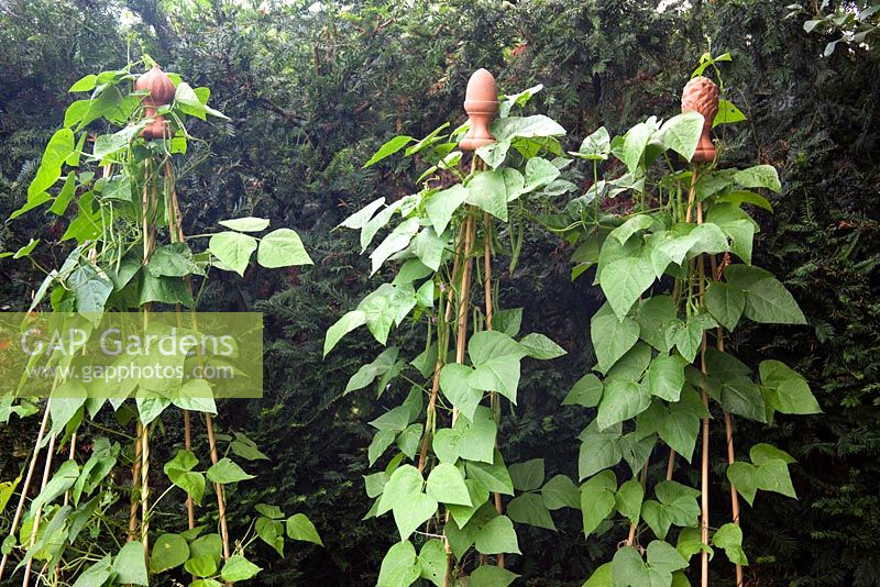 Runner beans growing up wigwams with terracotta toppers - The Cottage Smallholder