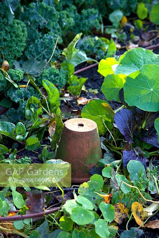 An upturned pot concealing organic slug pellets and irrigation pipes winding through the vegetable plot - The Cottage Smallholder