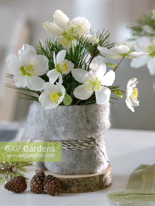 Helleborus niger - Christmas Rose with Pinus - Pine cones in felt wrapped pot
