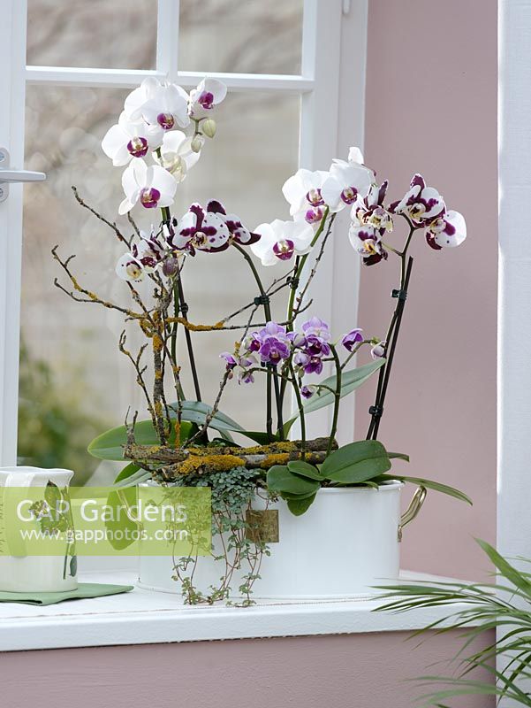 Phalaenopsis and Pilea Orchids on windowsill