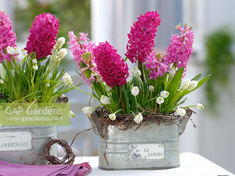 Hyacinthus 'Jan Bos' 'Pink Pearl', Muscari 'White Magic' in metal jardinieres with Birch twigs