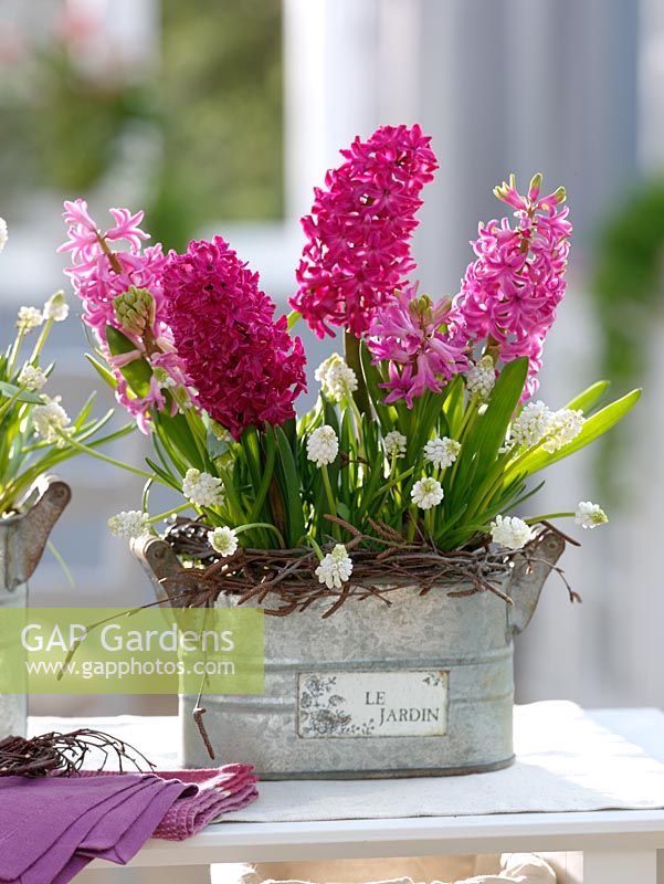 Hyacinthus 'Jan Bos' and H. 'Pink Pearl', Muscari 'White Magic' in metal jardinieres with Birch twigs
