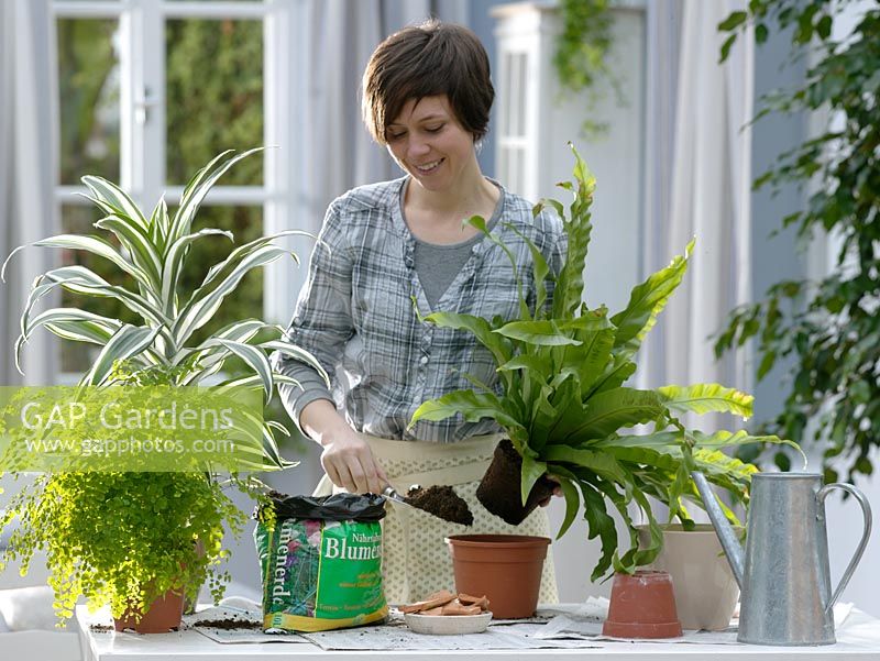 Woman re-potting houseplants - Asplenium nidus, Dracaena deremensis, Adiantum