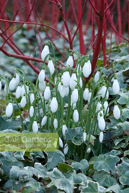 Galanthus - Snowdrops with Hedera helix 'Galcier' and Cornus alba 'Sibiirica' in Late January