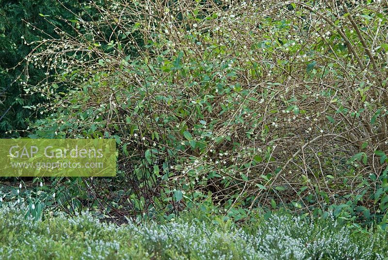 Lonicera purpusii - scented winter Honeysuckle with Erica - Heathers, Galanthus - Snowdrops and Cornus alba 'Kesselringii' in late January